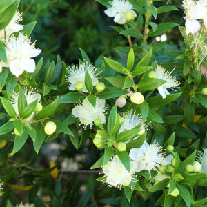Common Myrtle - Nature Hills Nursery - #1 Container - 