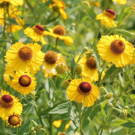 Common Sneezeweed - Perennial - Nature Hills Nursery - 1 Container - 