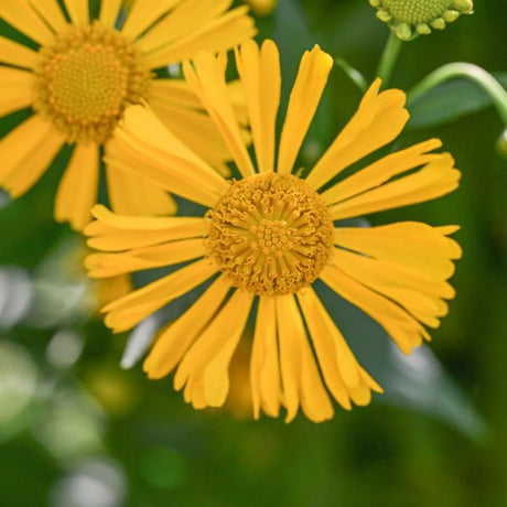 Common Sneezeweed - Perennial - Nature Hills Nursery - 1 Container - 