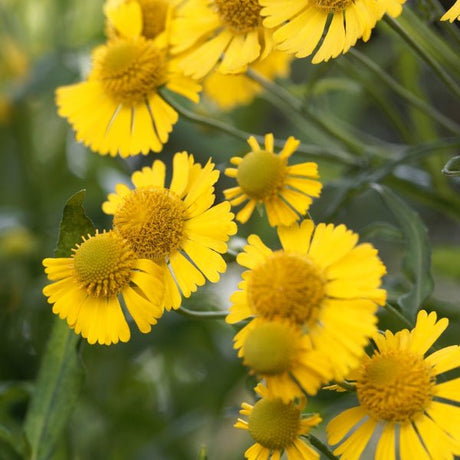 Common Sneezeweed - Perennial - Nature Hills Nursery - 1 Container - 