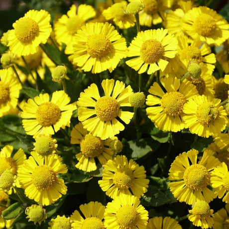 Common Sneezeweed - Perennial - Nature Hills Nursery - 1 Container - 