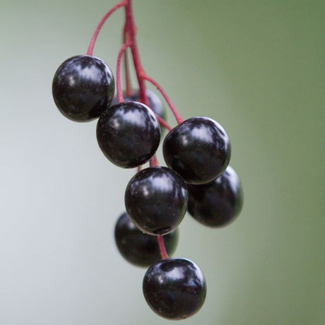 Common Chokecherry Berries