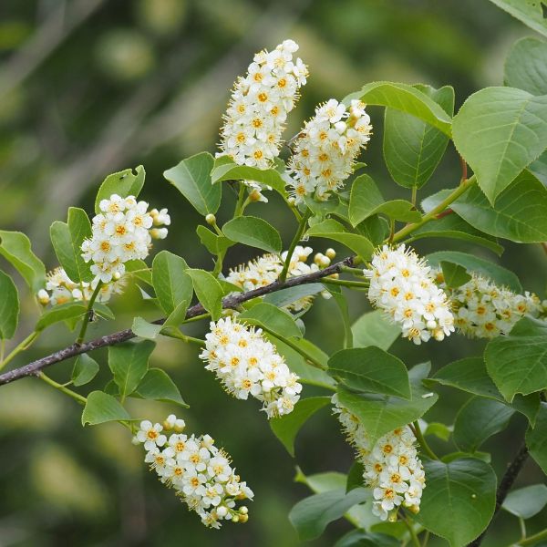 Common Chokecherry Flowers