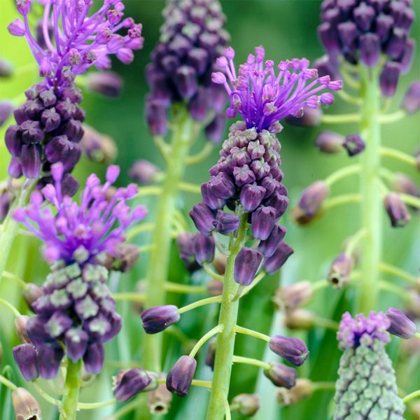 Comosum Grape Hyacinth - Nature Hills Nursery - 25 Pack Bulbs - 