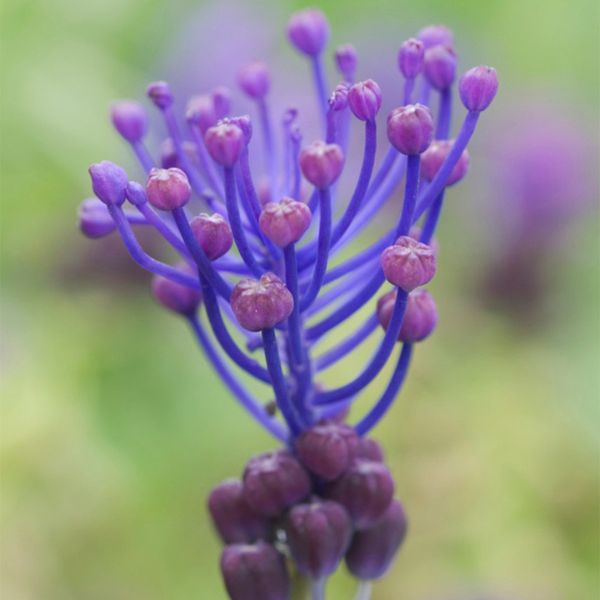 Comosum Grape Hyacinth - Nature Hills Nursery - 25 Pack Bulbs - 