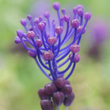 Comosum Grape Hyacinth - Nature Hills Nursery - 25 Pack Bulbs - 