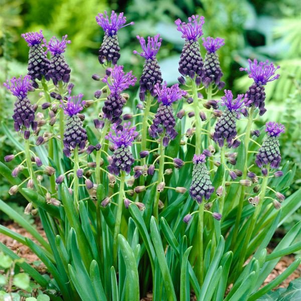 Comosum Grape Hyacinth - Nature Hills Nursery - 25 Pack Bulbs - 