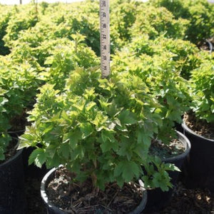 Compact American Cranberrybush Bush