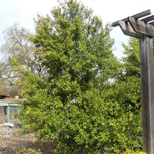 Compact Carolina Cherry Laurel - Nature Hills Nursery - #1 Container - 