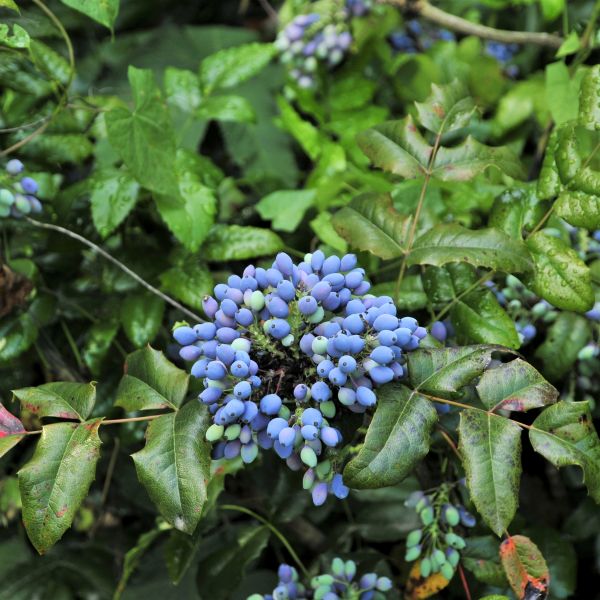 Compact Oregon Grape Holly (Mahonia aquifolium 'Compacta'), a shrub featuring yellow flowers and broad-leaved evergreen.