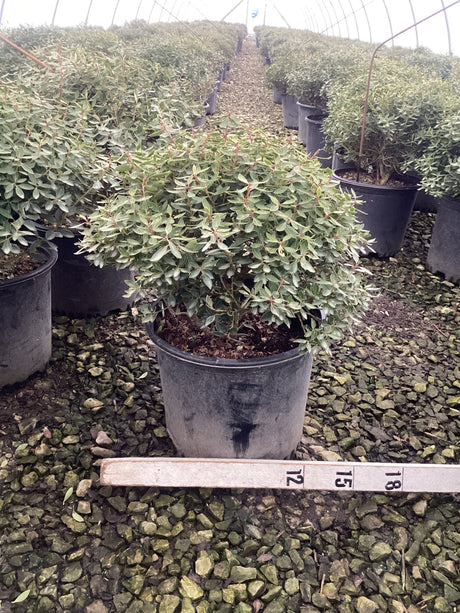 Compacta Inkberry Holly shrub in a nursery container with a measurement stick showing scale at foreground.