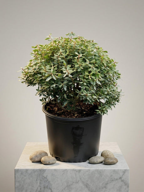 Compacta Inkberry Holly shrub with dense rounded green foliage growing in a black nursery pot on a marble surface.