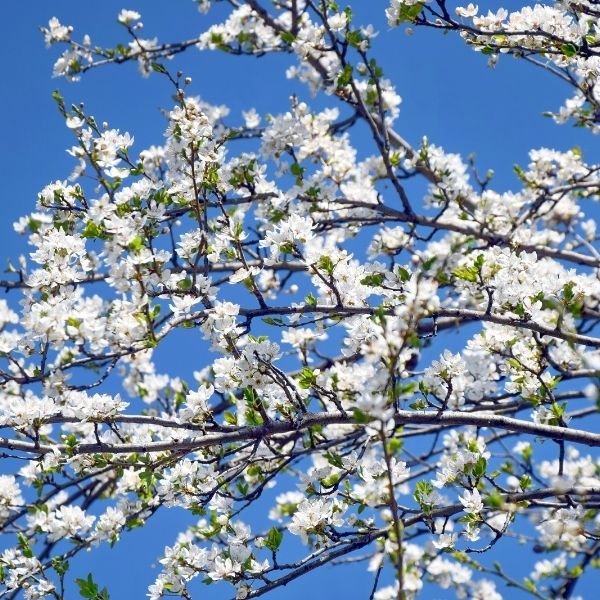 Compass Cherry Plum - Nature Hills Nursery - 4 - 5 Feet Bareroot Standard Height - 