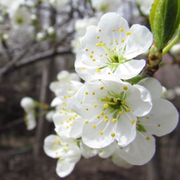 Compass Cherry Plum - Nature Hills Nursery - 4 - 5 Feet Bareroot Standard Height - 