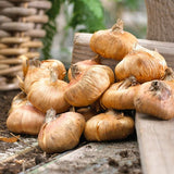 Conca Verde Gladiolus - Nature Hills Nursery - 12 Pack Bulbs - 