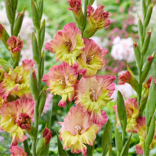 Conca Verde Gladiolus - Nature Hills Nursery - 12 Pack Bulbs - 