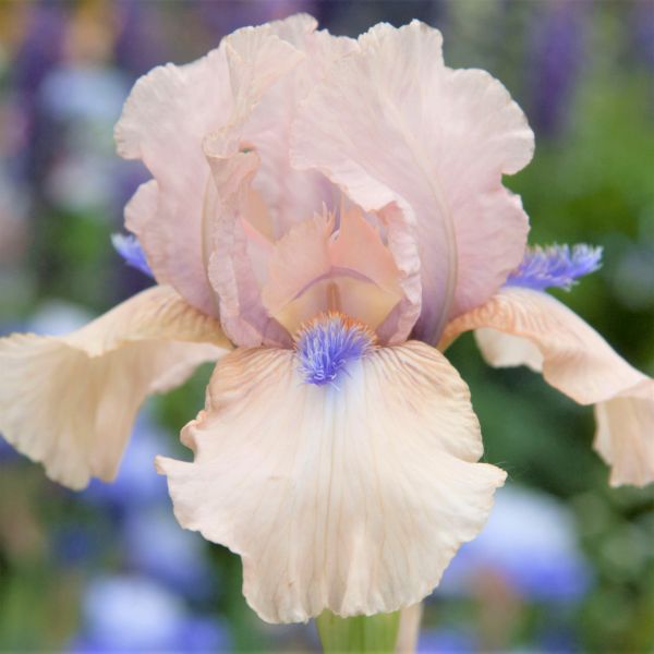 Concertina Tall Bearded Iris (Iris germanica 'Concertina'), a perennial featuring purple, pink flowers and perennial.