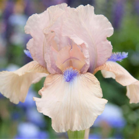 Concertina Tall Bearded Iris (Iris germanica 'Concertina'), a perennial featuring purple, pink flowers and perennial.