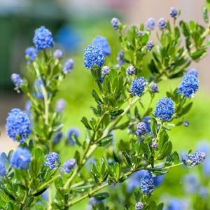 Concha California Mountain Lilac - Nature Hills Nursery - #1 Container - 