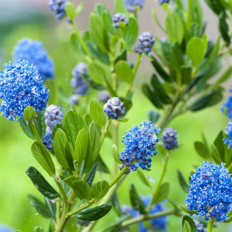 Concha California Mountain Lilac - Nature Hills Nursery - #1 Container - 