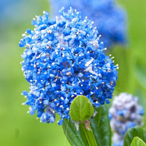 Concha California Mountain Lilac - Nature Hills Nursery - #1 Container - 