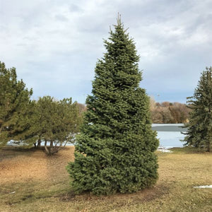 Concolor Fir - Nature Hills Nursery - B&B (Balled & Burlapped) 9 - 10 Feet - 