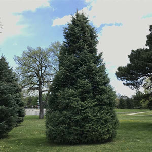 Concolor Fir - Nature Hills Nursery - B&B (Balled & Burlapped) 9 - 10 Feet - 