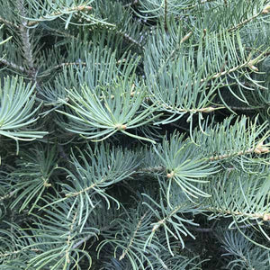 Concolor Fir - Nature Hills Nursery - B&B (Balled & Burlapped) 9 - 10 Feet - 