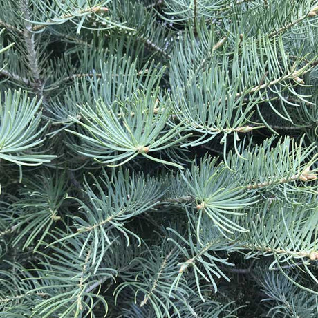 Concolor Fir - Nature Hills Nursery - B&B (Balled & Burlapped) 9 - 10 Feet - 