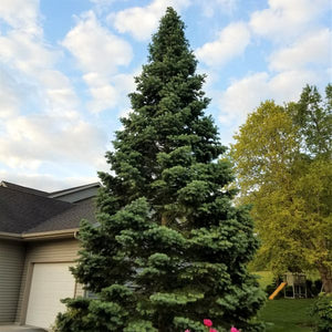 Concolor Fir - Nature Hills Nursery - B&B (Balled & Burlapped) 9 - 10 Feet - 
