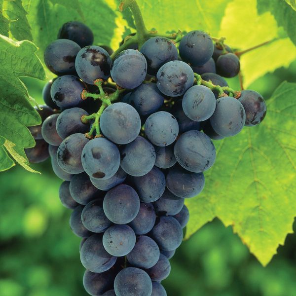 Concord Blue Grape