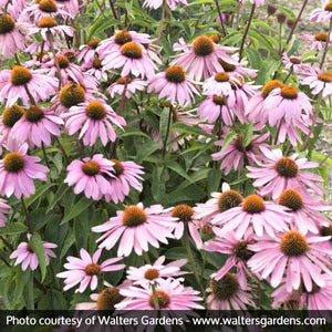Perennial foliage of Magnus Purple Coneflower (Echinacea purpurea 'Magnus') in a garden setting.