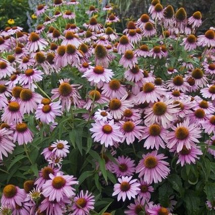 Magnus Purple Coneflower (Echinacea purpurea 'Magnus') growing in a garden landscape, showing mature perennial form.