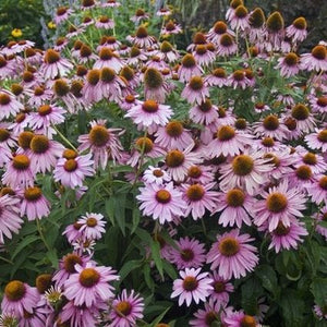 Magnus Purple Coneflower (Echinacea purpurea 'Magnus') growing in a garden landscape, showing mature perennial form.