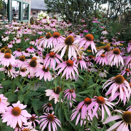 Magnus Purple Coneflower (Echinacea purpurea 'Magnus'), a perennial featuring purple, pink flowers and perennial.