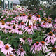 Plants Under $30