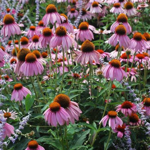 Perennial foliage of Ruby Star Coneflower (Echinacea purpurea 'Ruby Star') in a garden setting.
