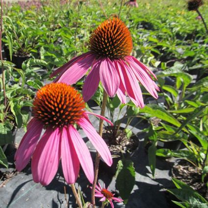 Ruby Star Coneflower (Echinacea purpurea 'Ruby Star') growing in a garden landscape, showing mature perennial form.