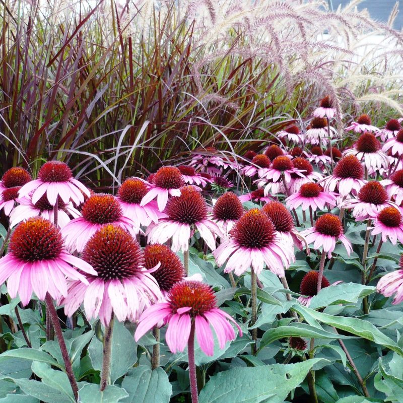 Ruby Star Coneflower (Echinacea purpurea 'Ruby Star'), a perennial featuring purple, red, pink flowers and perennial.