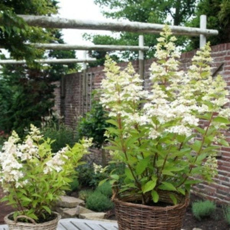 Confetti&trade; Panicle Hydrangea - Nature Hills Nursery - #3 Container - 