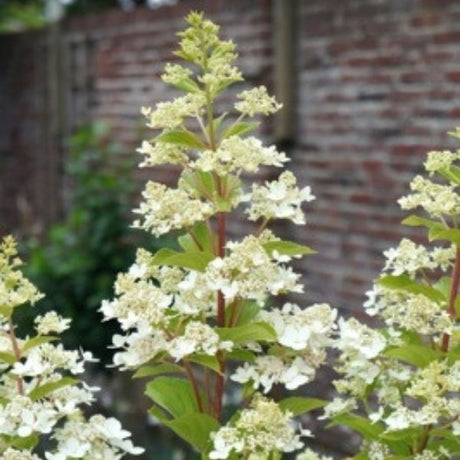 Confetti&trade; Panicle Hydrangea - Nature Hills Nursery - #3 Container - 