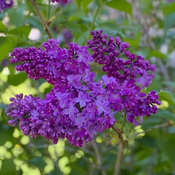 Congo Lilac Blooms