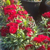 Constant Beauty Red Dianthus side view