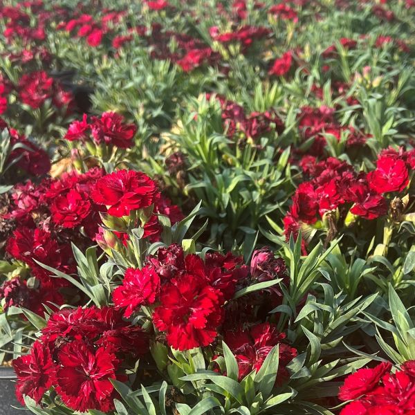 Constant Beauty Red Dianthus