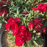 Constant Beauty Red Dianthus flower top down