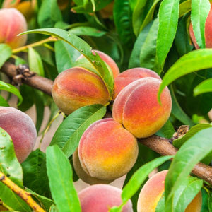 Contender Peach Tree - Nature Hills Nursery - 4 - 5 Feet Bareroot Standard Height - 