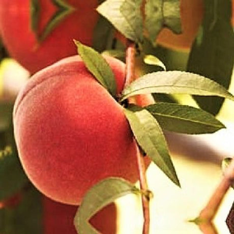 Close-up of pink prunus flowers on Contender Peach Tree blooming in early spring.