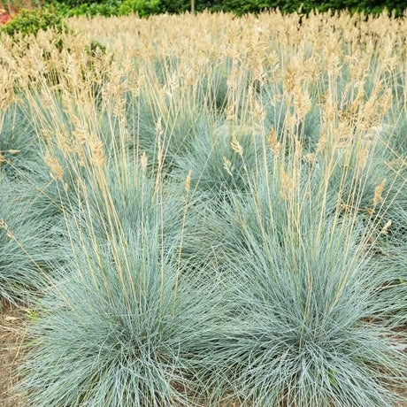 Cool as Ice Blue Fescue Grass - Nature Hills Nursery - #1 Container - 