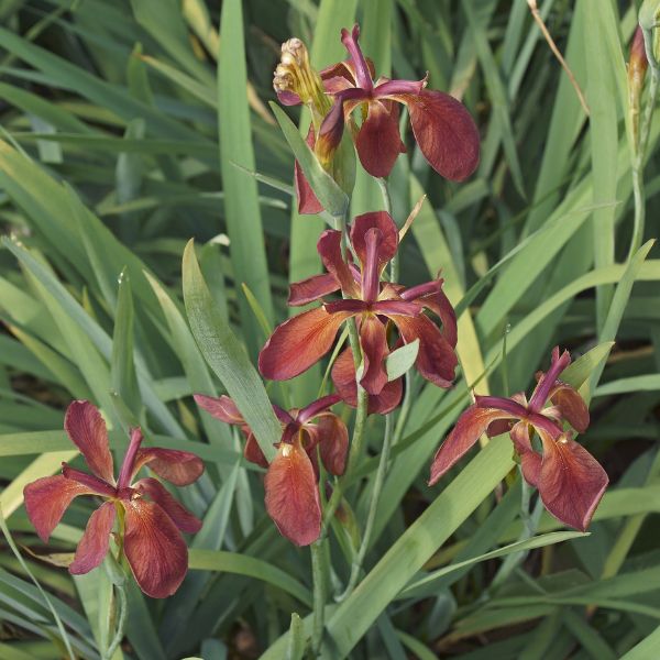 Copper Iris - Nature Hills Nursery - #1 Container - 