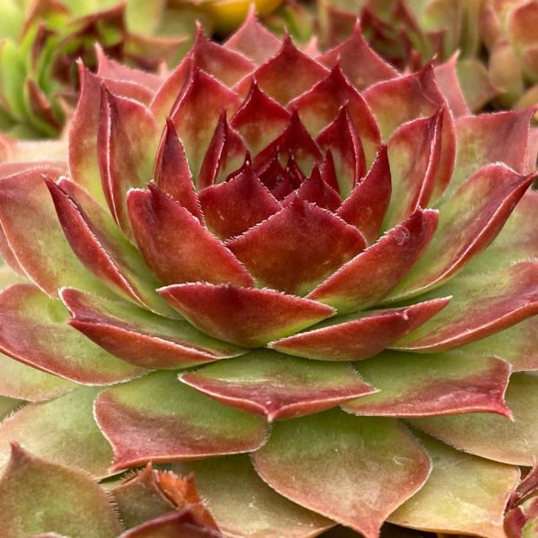 Chick Charms&reg; GIANTS Copper Canyon PPAF Hardy Succulent